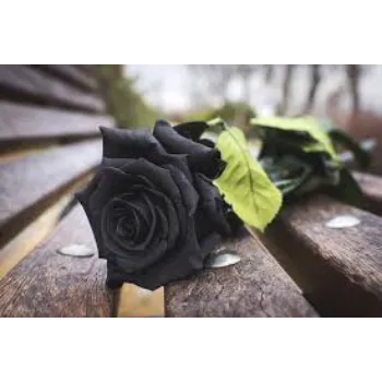 Beautiful Black Rose
